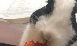 喵喵吃蓝瓜视频大全免费观看,免费观看喵喵吃蓝瓜视频大全